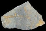 Ordovician Crinoid Fossils - Kaid Rami, Morocco #102841-1